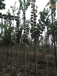 Ulmus laevis 6-8 Hoogstam wortelgoed