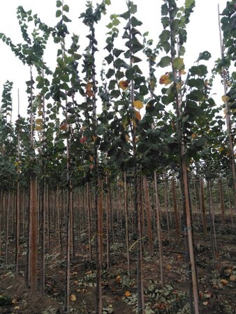 Ulmus laevis 8-10 Hoogstam wortelgoed