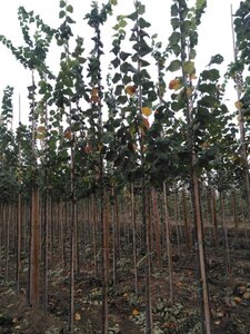 Ulmus laevis 8-10 Hoogstam wortelgoed