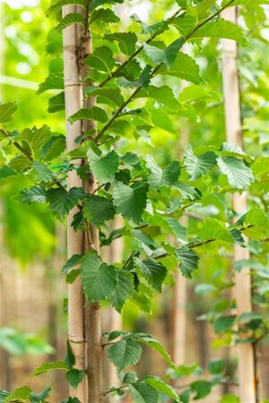 Ulmus 'Nanguen' = ' Lutece' 10-12 Hoogstam met kluit - afbeelding 2