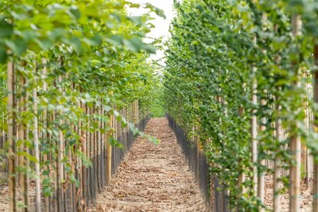 Ulmus 'Nanguen' = ' Lutece' 10-12 Hoogstam met kluit - afbeelding 3