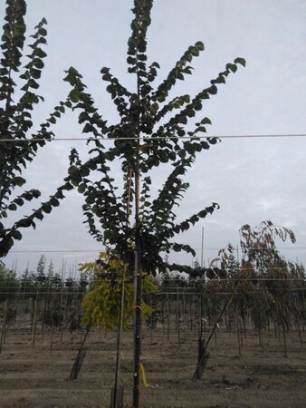 Ulmus 'Nanguen' = ' Lutece' 10-12 Hoogstam wortelgoed - afbeelding 4