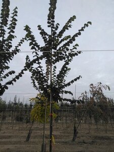 Ulmus 'Nanguen' = ' Lutece' 10-12 Hoogstam wortelgoed - afbeelding 4