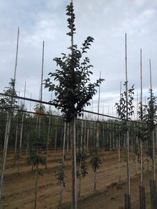 Ulmus 'Nanguen' = ' Lutece' 10-12 Hoogstam wortelgoed - afbeelding 5
