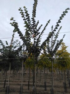 Ulmus 'Nanguen' = ' Lutece' 12-14 Hoogstam wortelgoed 2 X verplant - afbeelding 4