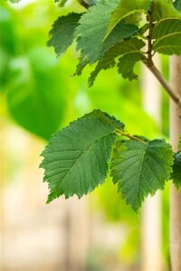 Ulmus 'Nanguen' = ' Lutece' 8-10 Hoogstam wortelgoed