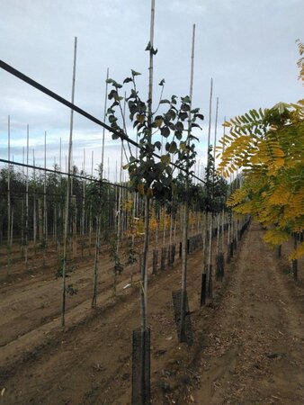 Ulmus 'Nanguen' = ' Lutece' 8-10 Hoogstam wortelgoed - afbeelding 4