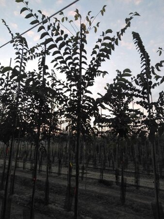 Ulmus 'Sapporo Autumn Gold' 10-12 STA BR - image 6