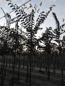 Ulmus 'Sapporo Autumn Gold' 10-12 STA BR - image 6