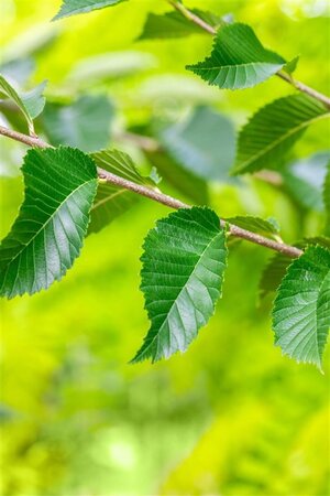 Ulmus 'Sapporo Autumn Gold' 12-14 Hoogstam draadkluit 2 X verplant - afbeelding 5