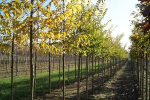 Ulmus 'Sapporo Autumn Gold' 12-14 Hoogstam draadkluit 2 X verplant - afbeelding 6