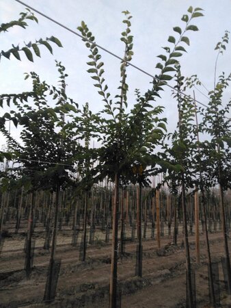 Ulmus 'Sapporo Autumn Gold' 12-14 Hoogstam wortelgoed 2 X verplant - afbeelding 6