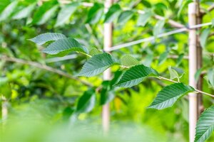 Ulmus 'Sapporo Autumn Gold' 16-18 Hoogstam draadkluit 3 X verplant - afbeelding 4