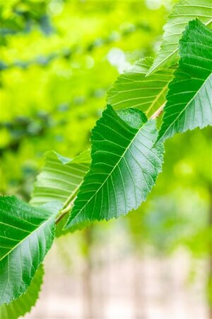 Ulmus 'Sapporo Autumn Gold' 18-20 Hoogstam draadkluit 3 X verplant - afbeelding 1