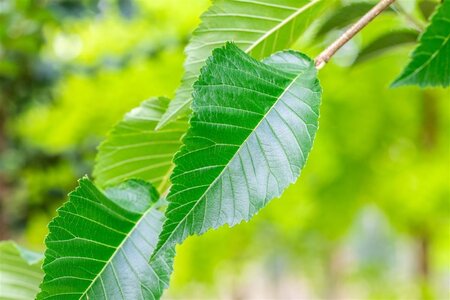 Ulmus 'Sapporo Autumn Gold' 20-25 Hoogstam draadkluit 4 X verplant - afbeelding 3