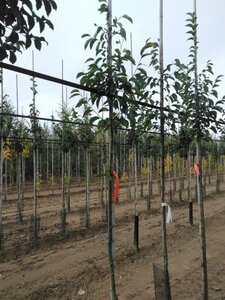 Ulmus 'Sapporo Autumn Gold' 6-8 STA BR - image 7