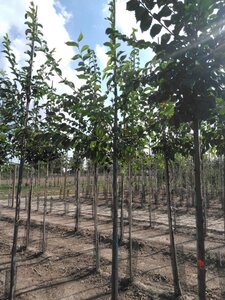 Ulmus 'Sapporo Autumn Gold' 6-8 STA BR - image 6