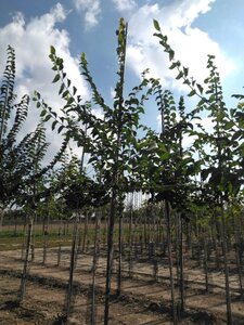 Ulmus 'Sapporo Autumn Gold' 8-10 Hoogstam wortelgoed - afbeelding 6