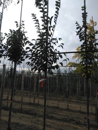 Ulmus 'Sapporo Autumn Gold' 8-10 Hoogstam wortelgoed - afbeelding 7