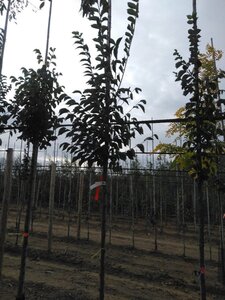 Ulmus 'Sapporo Autumn Gold' 8-10 Hoogstam wortelgoed - afbeelding 7