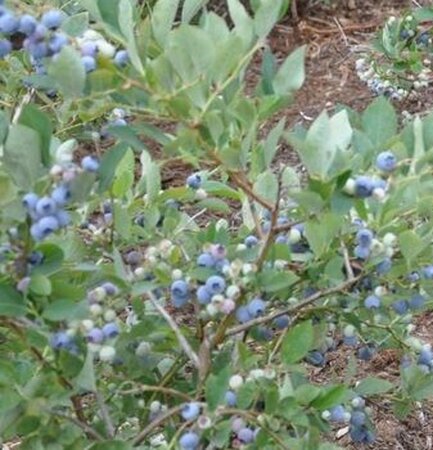 Vaccinium c. 'Berkeley' geen maat specificatie container - afbeelding 1