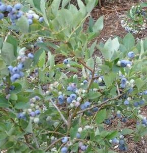 Vaccinium c. 'Berkeley' geen maat specificatie container
