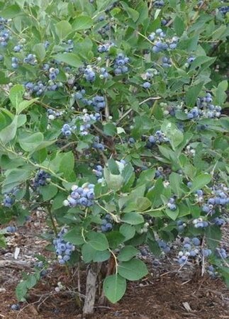 Vaccinium c. 'Berkeley' geen maat specificatie container - afbeelding 3