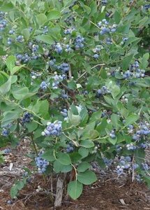 Vaccinium c. 'Berkeley' geen maat specificatie container - afbeelding 3