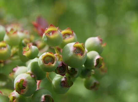 Vaccinium c. 'Darrow' 30-40 cm cont. 3,0L - afbeelding 1