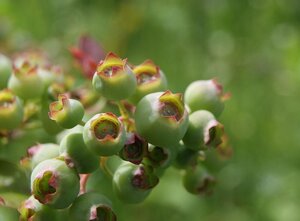 Vaccinium c. 'Darrow' 30-40 cm cont. 3,0L