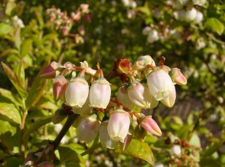 Vaccinium c. 'Darrow' 30-40 cm cont. 3,0L - afbeelding 2