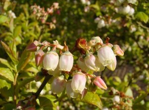 Vaccinium c. 'Darrow' 30-40 cm cont. 3,0L - afbeelding 2