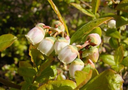 Vaccinium c. 'Darrow' 30-40 cm cont. 3,0L - afbeelding 3