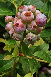 Vaccinium c. 'Darrow' 30-40 cm cont. 3,0L - afbeelding 4