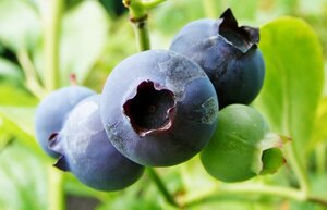 Vaccinium c. 'Darrow' 30-40 cm cont. 3,0L - afbeelding 5