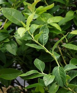 Vaccinium c. 'Darrow' 30-40 cm cont. 3,0L - afbeelding 6