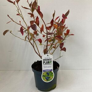 Vaccinium c. 'Goldtraube 23' 30-40 cm cont. 3,0L - afbeelding 1
