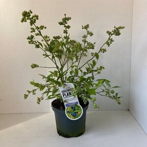 Vaccinium c. 'Goldtraube 23' 30-40 cm cont. 3,0L