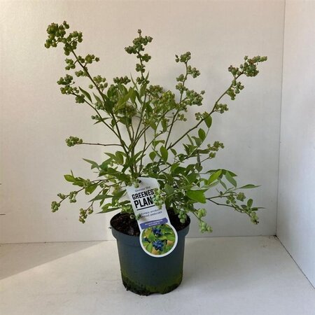 Vaccinium c. 'Goldtraube 23' 30-40 cm cont. 3,0L