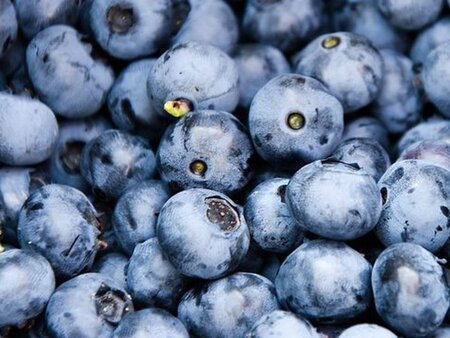 Vaccinium c. 'Herbert' geen maat specificatie cont. 3,0L