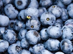 Vaccinium c. 'Herbert' geen maat specificatie cont. 3,0L