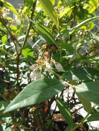 Vaccinium 'Pink Lemonade' geen maat specificatie cont. 3,0L - afbeelding 1