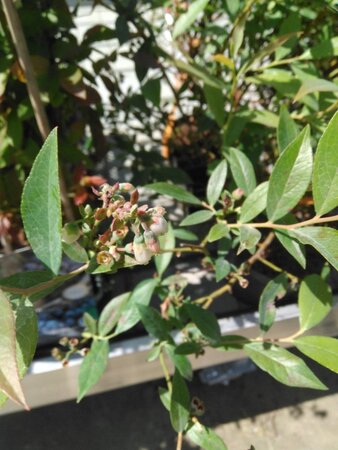 Vaccinium 'Pink Lemonade' geen maat specificatie cont. 3,0L - afbeelding 2