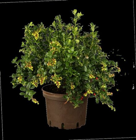 Vaccinium vitis-idaea geen maat specificatie P10,5cm - afbeelding 1