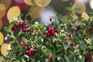 Vaccinium vitis-idaea geen maat specificatie P10,5cm - afbeelding 2