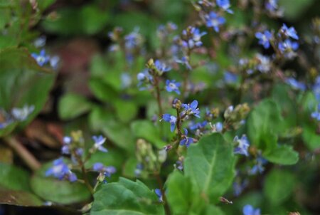 Veronica beccabunga geen maat specificatie 0,55L/P9cm - afbeelding 1