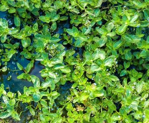 Veronica beccabunga geen maat specificatie 0,55L/P9cm - afbeelding 2