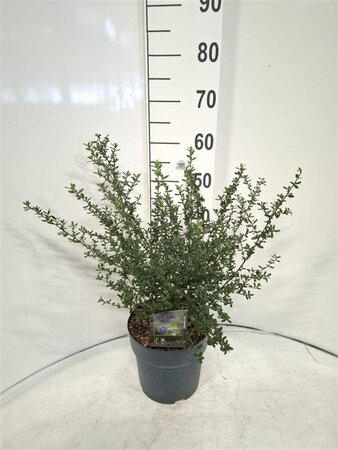 Veronica beccabunga geen maat specificatie 0,55L/P9cm - afbeelding 4