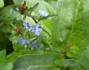 Veronica beccabunga geen maat specificatie 0,55L/P9cm - afbeelding 3