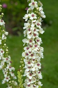 Verbascum chaixii 'Album' geen maat specificatie 0,55L/P9cm - afbeelding 3